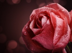 A Pretty Rose